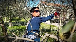 Dalmatian Agronomists Experiment with New Pruning Methods